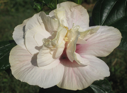 Silver Snooks на улице