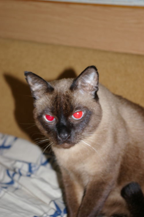 Старшый 10лет