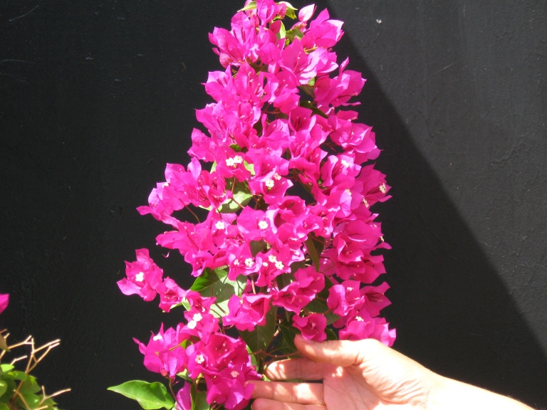 Никогда раньше таких гроздей не было. Бомба. Правда?