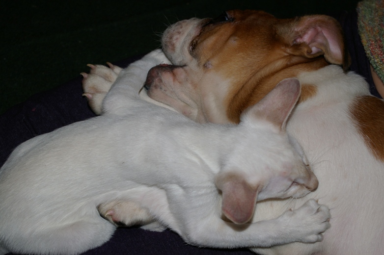 Так мы деремся