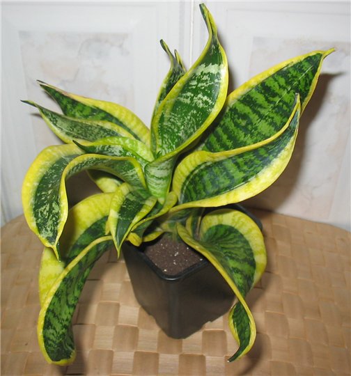 твистер систер d912a7290d01.jpg