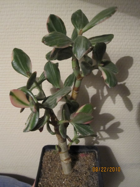 Crassula 003.jpg