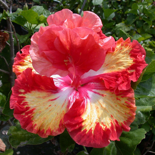 0424-10 Rosalind x Radiation Hazard = Tahitian Baby Bonfire, 5-6 in, RJ1_jpg.jpg