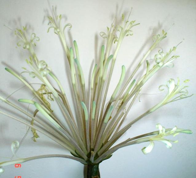 КИРКИИ ЦВЕТЕТ.jpg