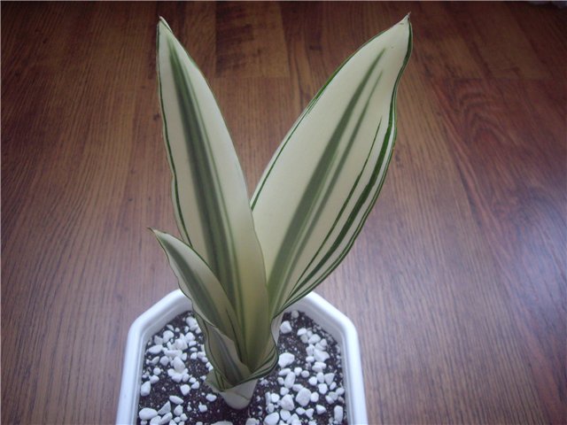 Guineensis Beanty Queen.jpg