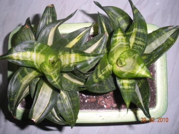 Hahnii Streaker..jpg