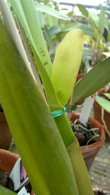 Cattleya iricolor.jpg