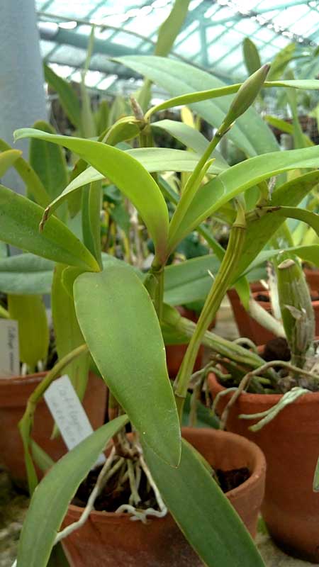 Cattleya harrisoniae.jpg