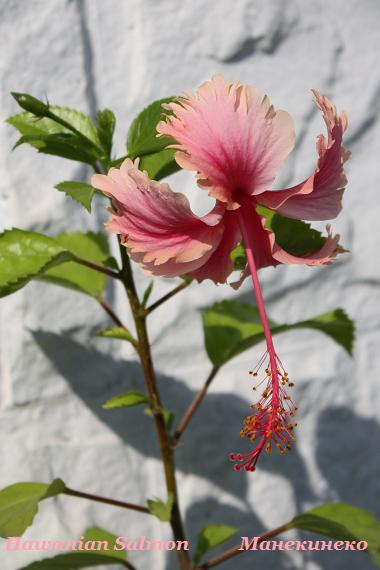 IMG_2470Hawanian Salmon 2.jpg