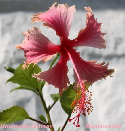 IMG_2480Hawanian Salmon 6.jpg