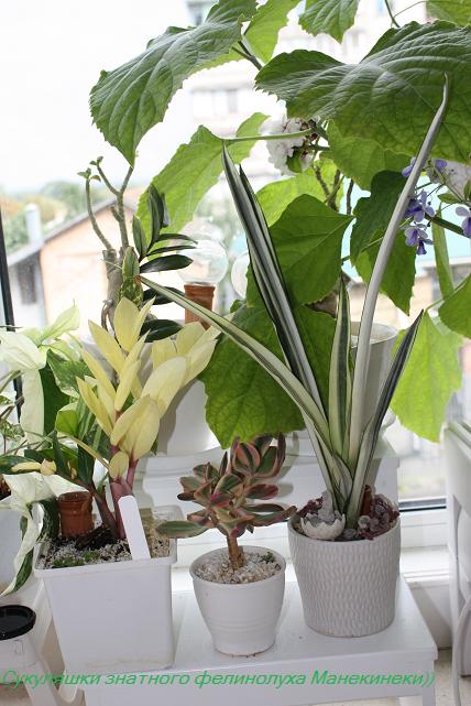 Сукуляшки знатного фелинолуха Манекинеки)).jpg