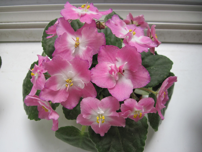 РС-Богиня Аврора