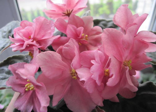 Утомлённое Солнце