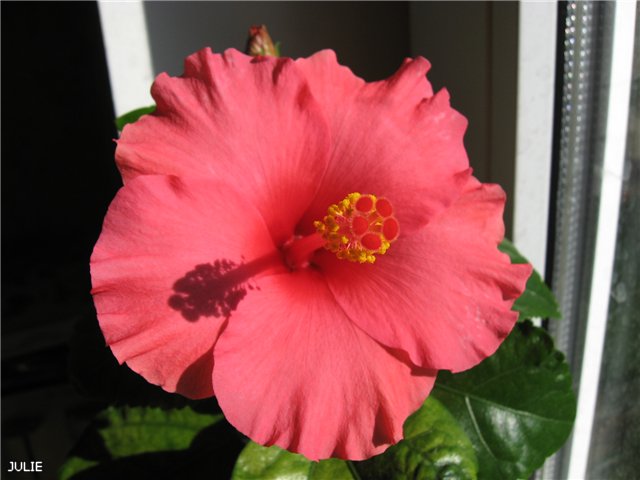 САННИ КАНКАН e0e8a5e9877d.jpg