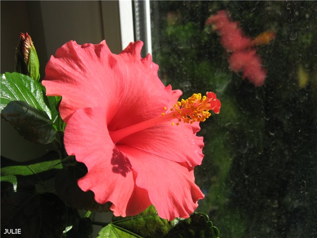 САННИ КАНКАН ef97e8546ed1.jpg