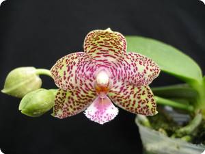 Phal. Natasha (gigantea x samba) швертер.jpg