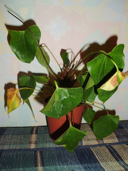 Этот экземпляр выжил. Пока