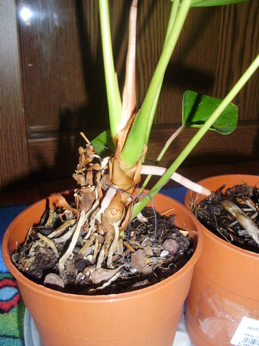 Антуриум собрался в новый горшок