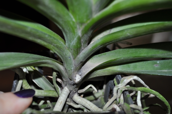 этот пиптик позволяет на что-то надеяться....