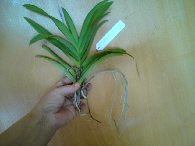 Dor.pulcherrina x Acsda Arooncri Beauty