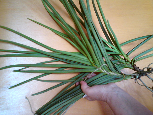 Phal.laycockii x Ascda Arooncri Beauty