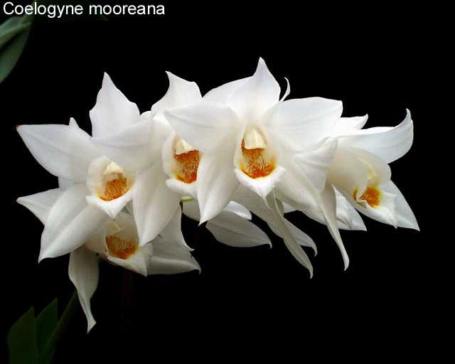 Coelogyne mooreana Sand. 1907.jpg