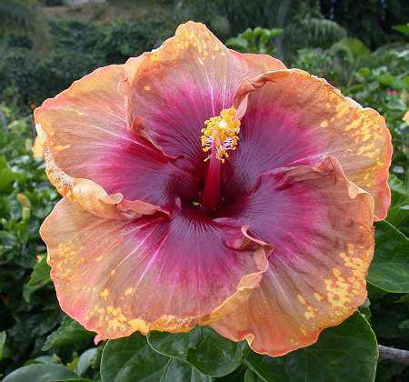 0089-4 Georgia's Pearl x Sunny Moon, 7-8 in, RJ1_jpg.jpg