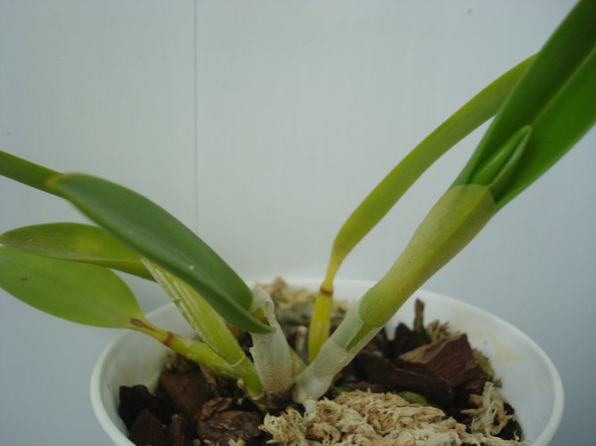 Z 637 L. pumila 'Pedra Azul' x L. pumila 'Jungle' . 30.09.2010