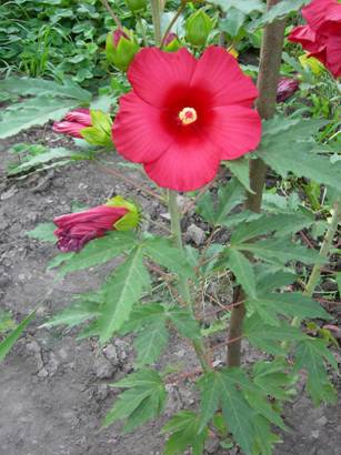 гибискус Комплимент.jpg