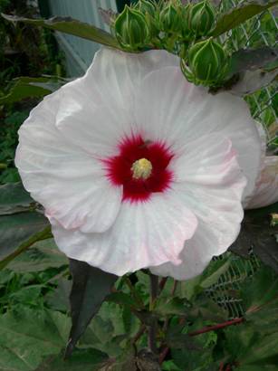 гибискус Луна.jpg