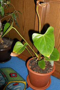 Антуриум говорит всем &quot;спасибо!&quot;