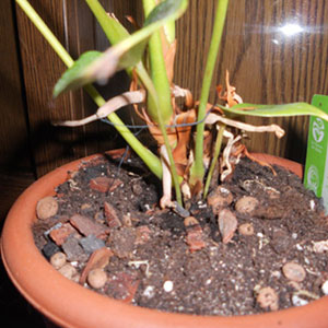 Корни Антуриума после пересадки
