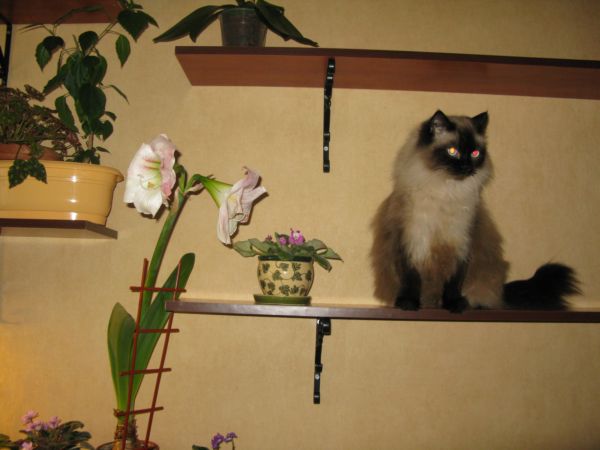 Вы как хотите, но Я  главный на этой полке!!!