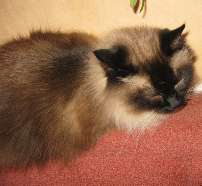 Да слышу я Вас, слышу, а позировать всеравно не буду