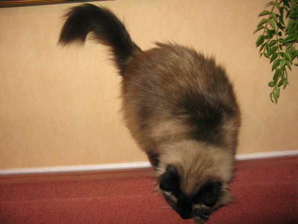 Пойду на нижнюю полку