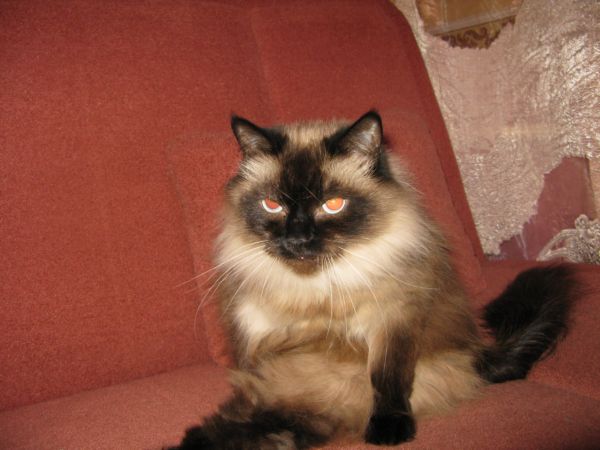 ну и что.....я тоже умею сидеть на попе.....и хвост не мешает