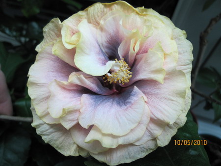 Louise Bennett_вопрос.jpg