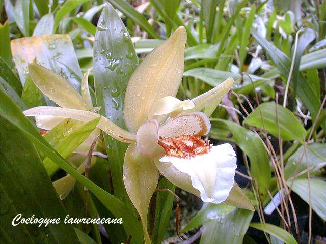 Coelogyne lawrenceana Rolfe 1905 A.jpg