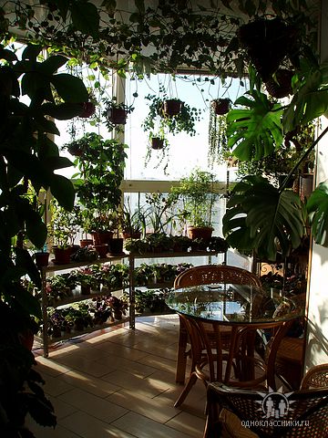 Елена Юнакова, 38 років, Россия, Воронеж - Зимний сад днем.