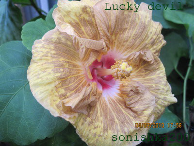 Изображение 782 копия.jpg