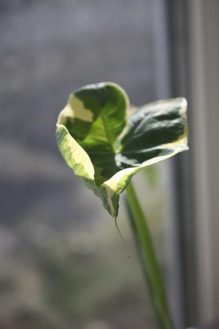 все листики такой вороночкой открываются ,  сильно корневой ком не потрошила, но там клубенек небольшой точно есть...