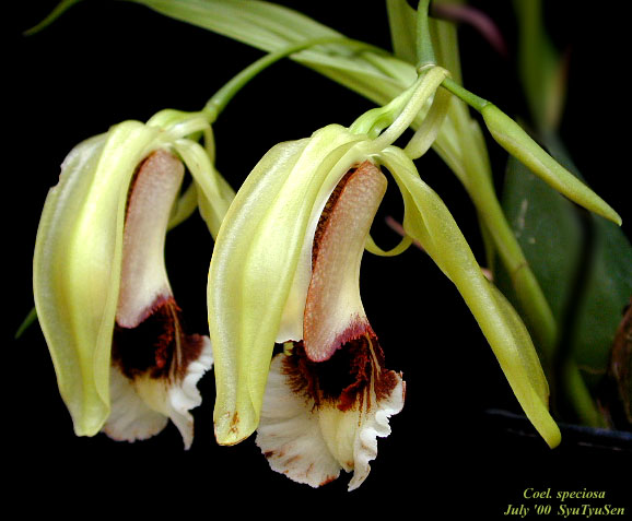 Coel. speciosa 01.jpg