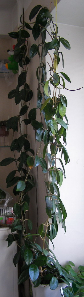 Моя &amp;quot;крошка&amp;quot;