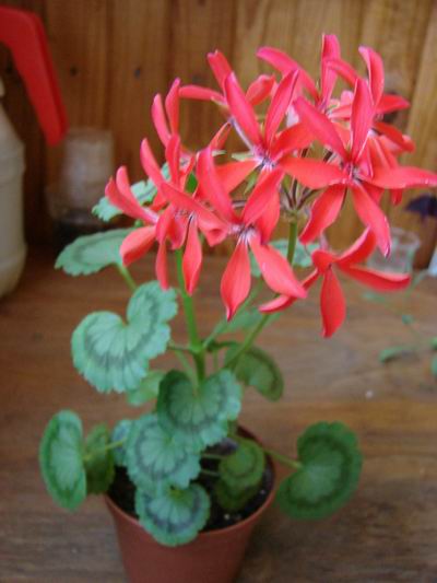 Изменение размера DSC00014.JPG