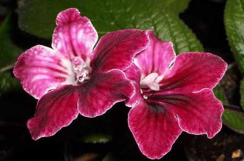 strep Bristol's Cherry Dip 2006 09 18.jpg