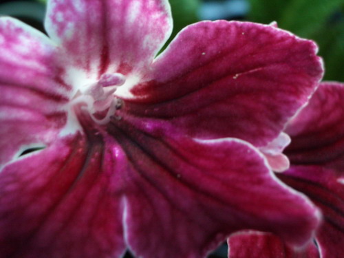 strep Bristol's Cherry Dip 2006 09 17.jpg