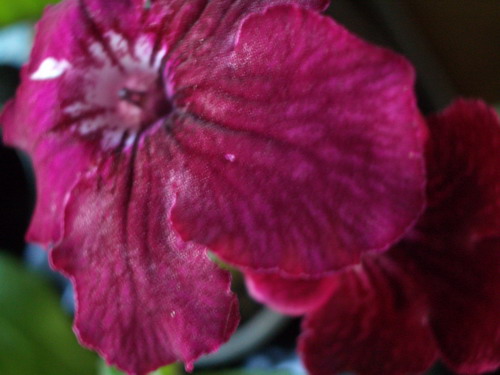 strep Phoebe 2006 09 17.JPG