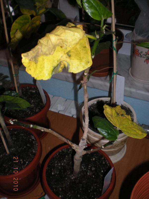 проблема 004.jpg