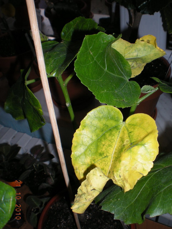 проблема 005.jpg