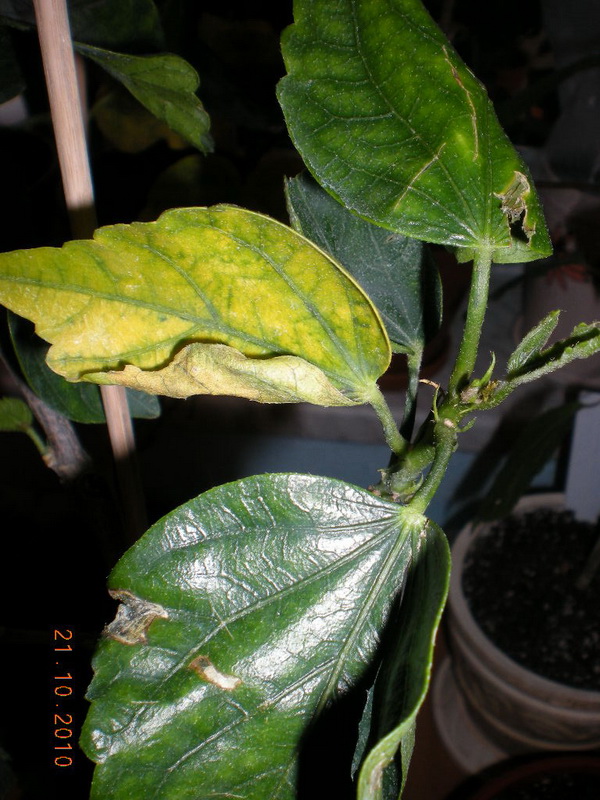 проблема 006.jpg